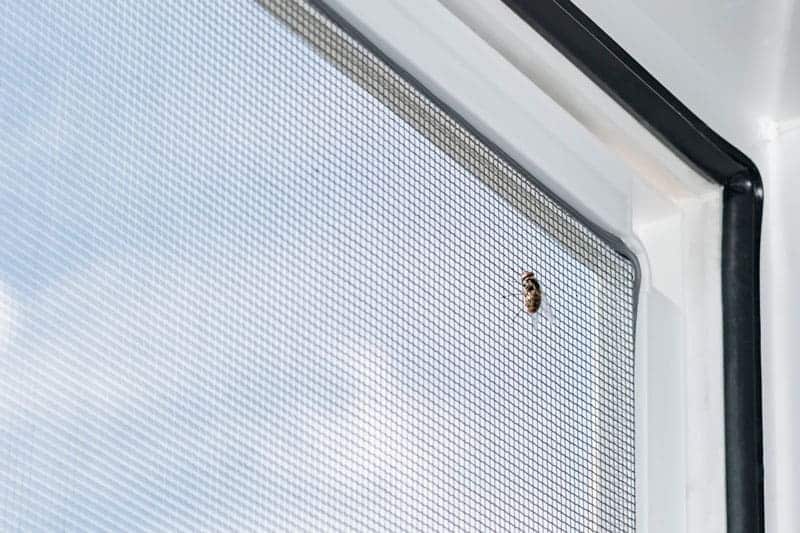 ¿Por qué instalar una mosquitera en la ventana de tu casa?